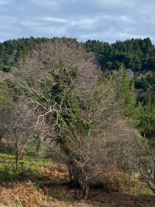 Οικόπεδο 1.500 τ.μ. για πώληση