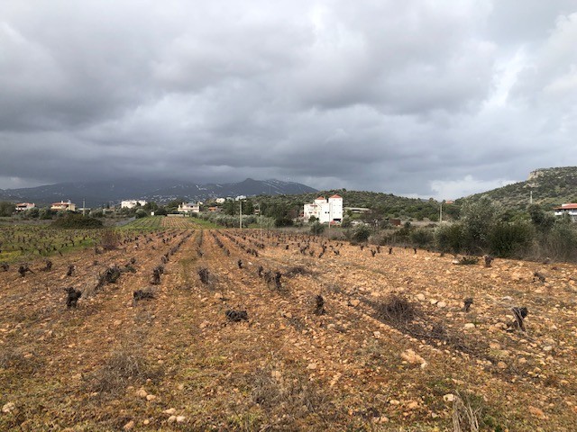 Αγροτεμάχια 7.500τ.μ. για πώληση-Πικέρμι » Κέντρο