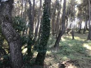 Οικόπεδο 3.762 τ.μ. για πώληση