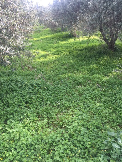 Οικόπεδο 2.500 τ.μ. για πώληση