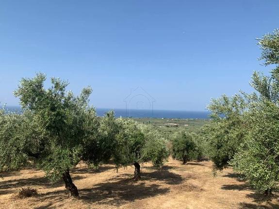 Αγροτεμάχια 8.000 τ.μ. για πώληση, Μεσσηνία, Γαργαλιάνοι