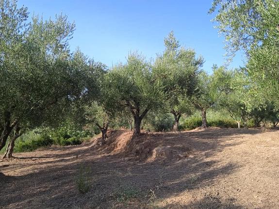 Parcel 45.000 sqm for sale, Messinia, Androusa