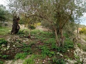 Οικόπεδο 340 τ.μ. για πώληση, Ν. Κέρκυρας, Παξοί-thumb-8