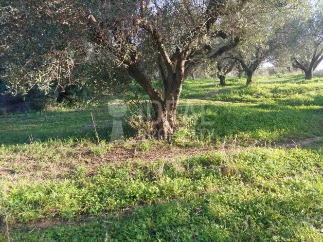 Land plot 5.340 sqm for sale, Ilia, Pirgos