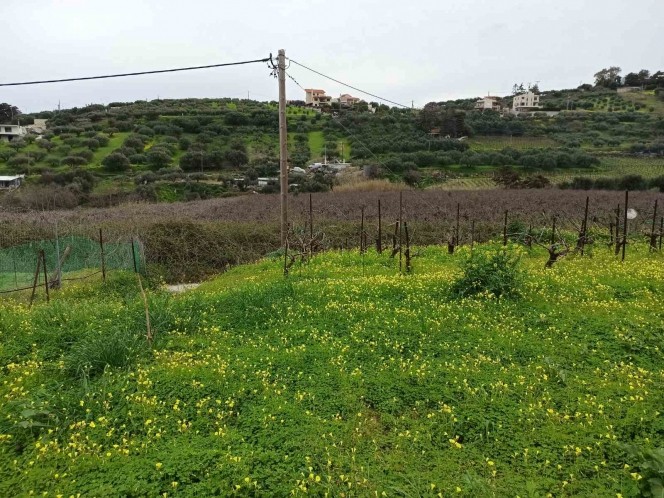 Οικόπεδο 3.000 τ.μ. για πώληση, Ν. Ηρακλείου, Αρχάνες