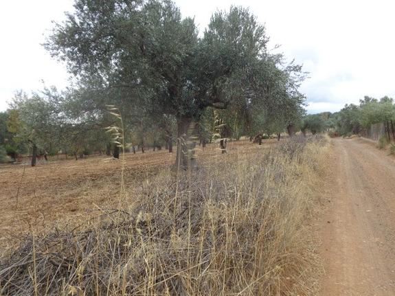 Parcel 8.500 sqm for sale, Evia, Amarinthos