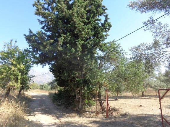 Αγροτεμάχια 2.370 τ.μ. για πώληση, Εύβοια, Αμάρυνθος