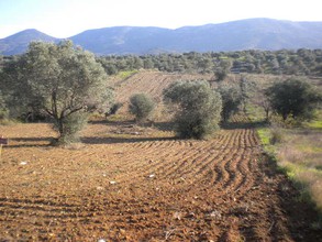 Αγροτεμάχια 4.500τ.μ. για πώληση-Αμάρυνθος » Καλλιθέα