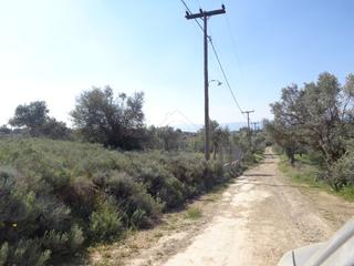 Αγροτεμάχια 6.400 τ.μ. για πώληση, Εύβοια, Αμάρυνθος-thumb-3