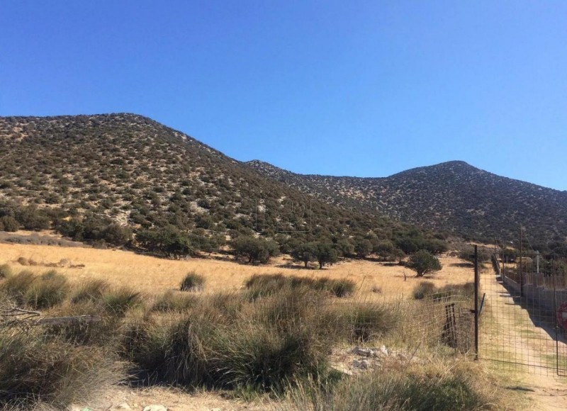 Αγροτεμάχια 11.300 τ.μ. για πώληση