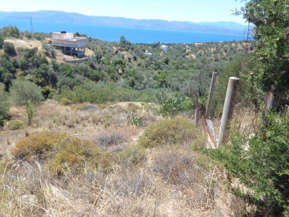 Αγροτεμάχια 2.015 τ.μ. για πώληση, Εύβοια, Αμάρυνθος