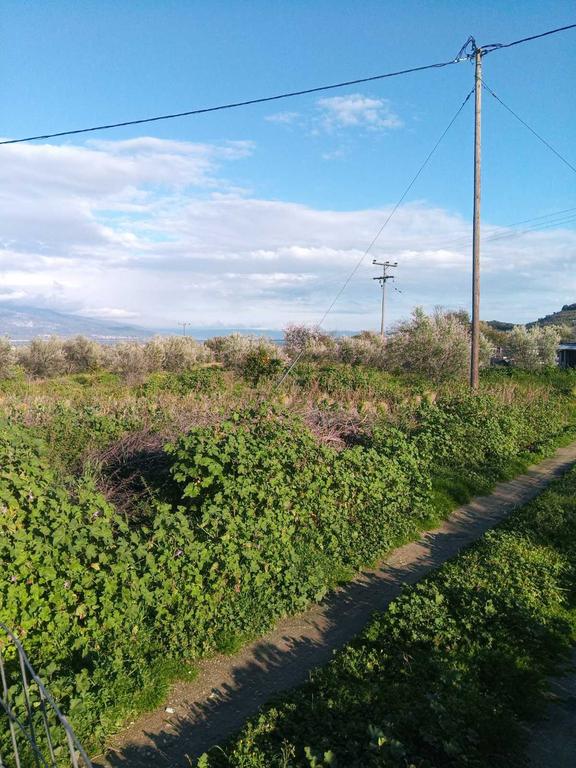 Αγροτεμάχια 6.700 τ.μ. προς πώληση, Νέες Παγασές