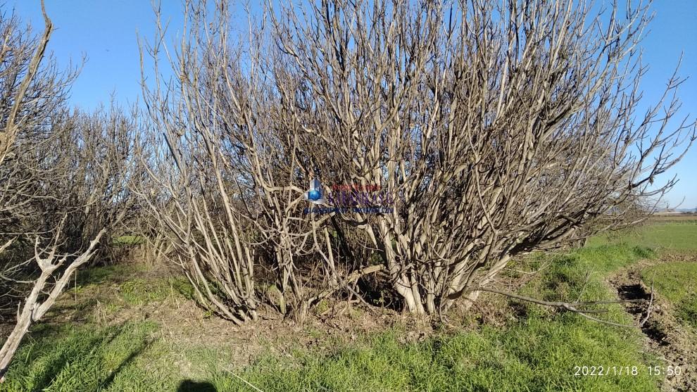 Αγροτεμάχια 3.479 τ.μ. προς πώληση, Μεγαλοχώρι Εστιαιώτιδας