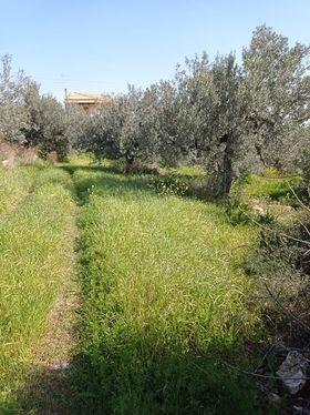 Οικόπεδο 2.000 τ.μ. προς πώληση, Ξηροπήγαδο Βόρειας Κυνουρίας