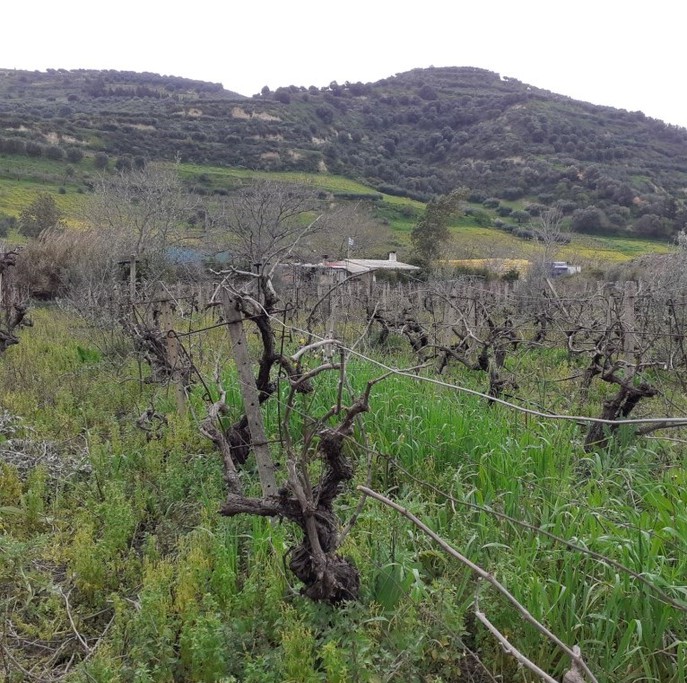 Land plot 3.500 sqm for sale, Heraklion Prefecture, Heraclion Cretes