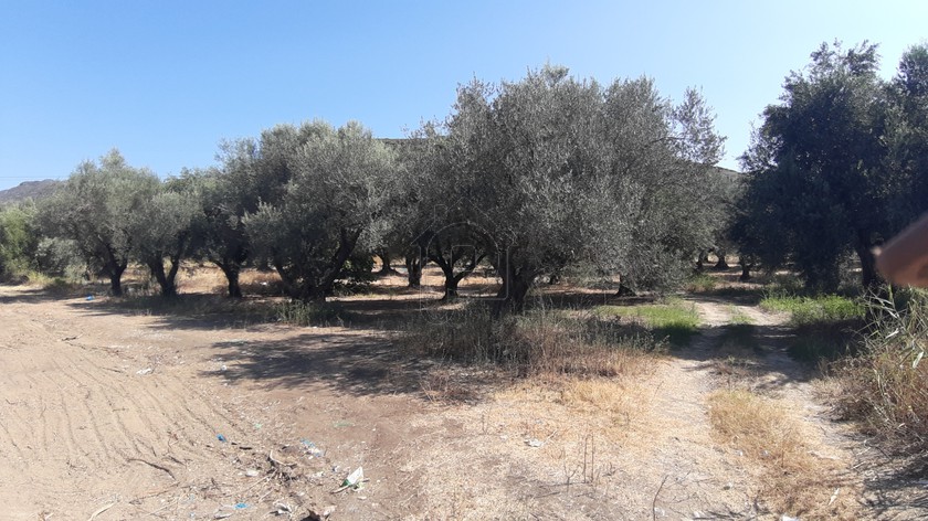 Land plot 4.500sqm for sale-Iera Poli Messologiou » Evinochori