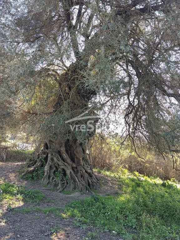 Αγροτεμάχια 5.500 τ.μ. προς πώληση, Φασκομηλιά Συβότων