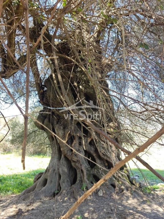Αγροτεμάχια 5.500 τ.μ. προς πώληση, Φασκομηλιά Συβότων