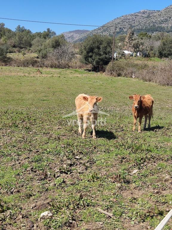 Αγροτεμάχια 5.500 τ.μ. προς πώληση, Φασκομηλιά Συβότων