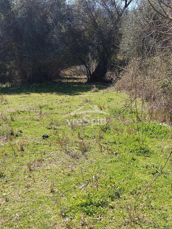Αγροτεμάχια 5.500 τ.μ. προς πώληση, Φασκομηλιά Συβότων