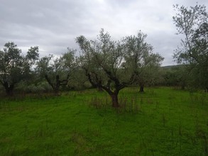 Parcel 23.000sqm for sale-Androusa » Center