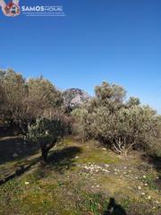 Αγροτεμάχια 2.800 τ.μ. για πώληση, Ν. Σάμου, Σάμος-thumb-8