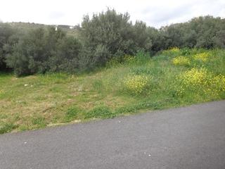Οικόπεδο 830 τ.μ. πρός πώληση, Εύβοια, Ταμύνες-thumb-3