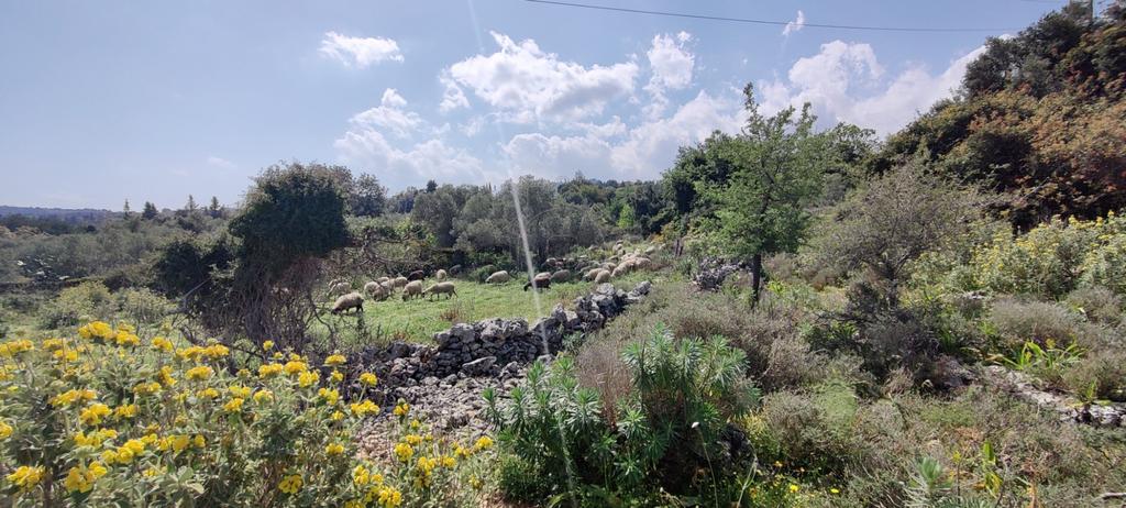 Οικόπεδο 8.184 τ.μ. προς πώληση, Γαβαλοχώρι