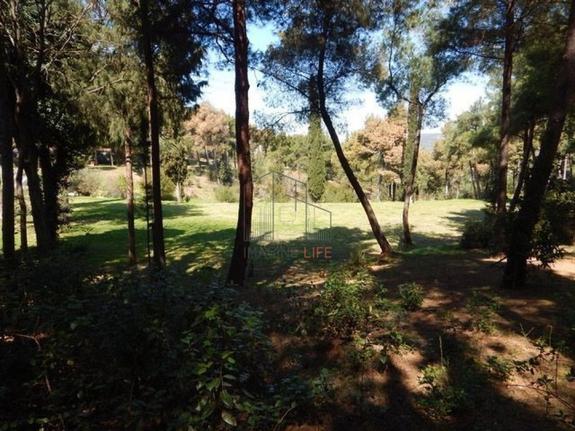 Αγροτεμάχια 29.576 τ.μ. για πώληση, Χαλκιδική, Σιθωνία