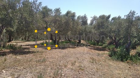 Αγροτεμάχια 10.000τ.μ. για πώληση-Αλεξανδρούπολη » Μάκρη