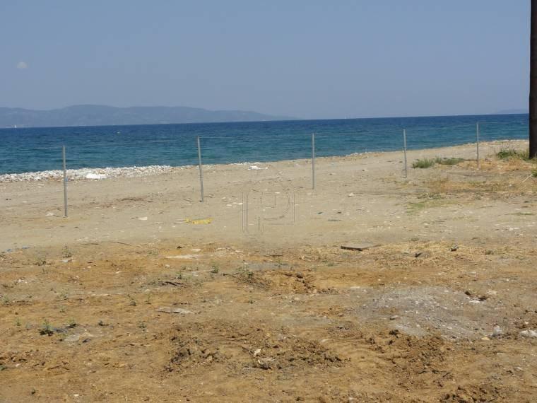 Αγροτεμάχια 4.000 τ.μ. προς πώληση, Πεύκη Αρτεμισίου
