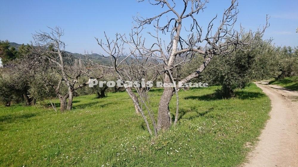 Οικόπεδο 1.500 τ.μ. προς πώληση, Ταξιάρχης Ωρεών