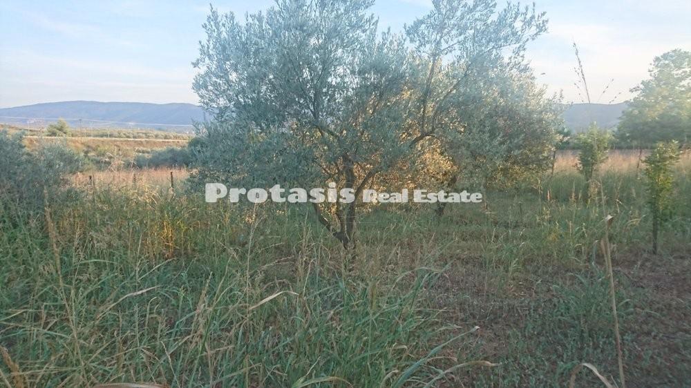 Οικόπεδο 501 τ.μ. προς πώληση, Ωρεοί