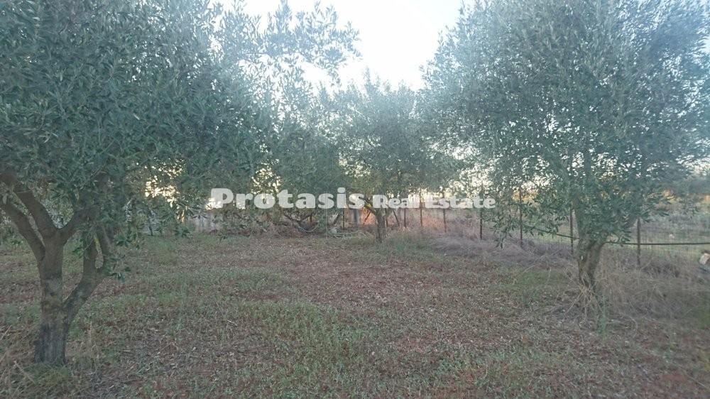 Οικόπεδο 501 τ.μ. προς πώληση, Ωρεοί