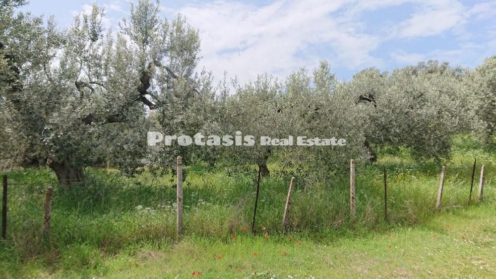 Αγροτεμάχια 2.800 τ.μ. προς πώληση, Λουτρά Αιδηψού