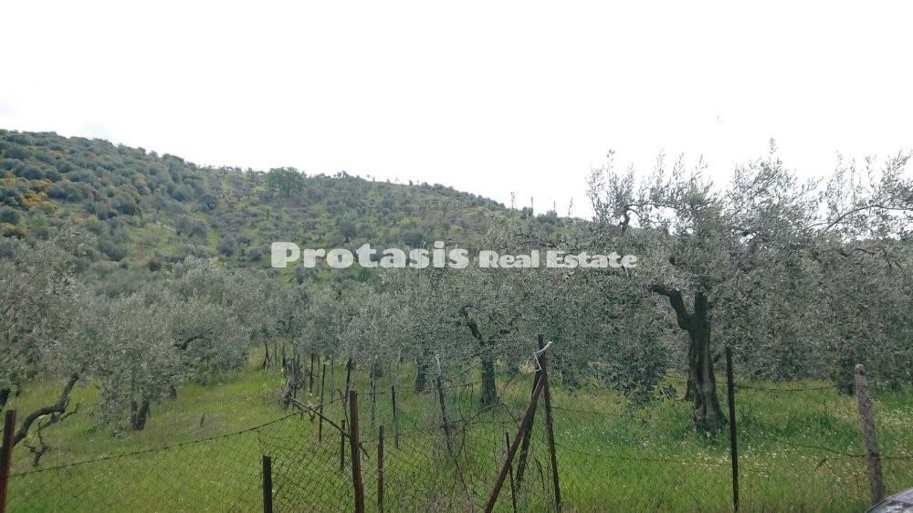 Αγροτεμάχια 2.800 τ.μ. προς πώληση, Λουτρά Αιδηψού
