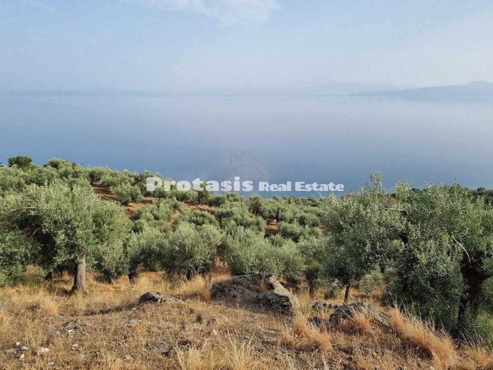 Αγροτεμάχια 20.000 τ.μ. προς πώληση, Ήλια Αιδηψού