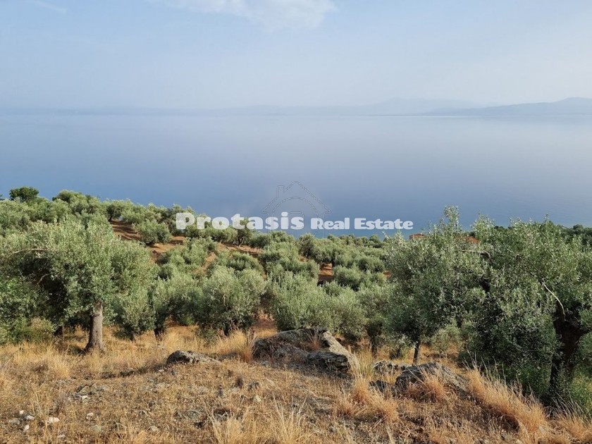 Αγροτεμάχια 20.000τ.μ. για πώληση-Αιδηψός » Ν. ηλείας
