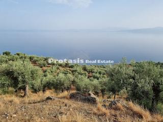 Αγροτεμάχια 20.000 τ.μ. για πώληση