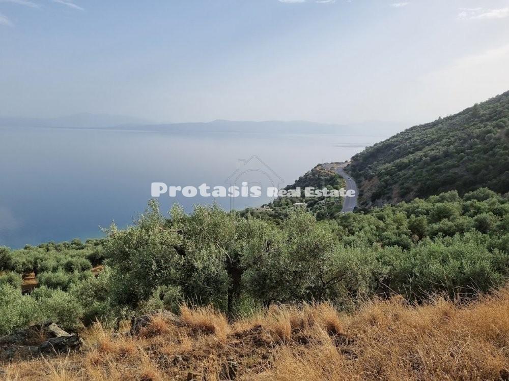 Αγροτεμάχια 20.000 τ.μ. προς πώληση, Ήλια Αιδηψού