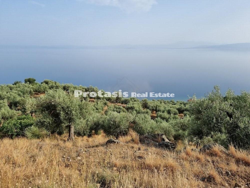 Αγροτεμάχια 20.000 τ.μ. προς πώληση, Ήλια Αιδηψού