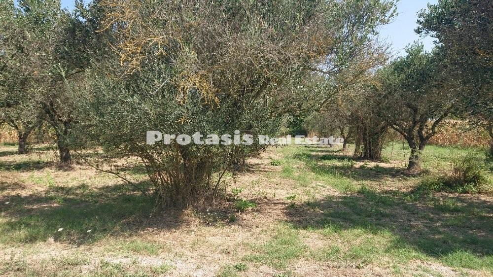 Οικόπεδο 2.470 τ.μ. προς πώληση, Νέος Πύργος Ωρεών