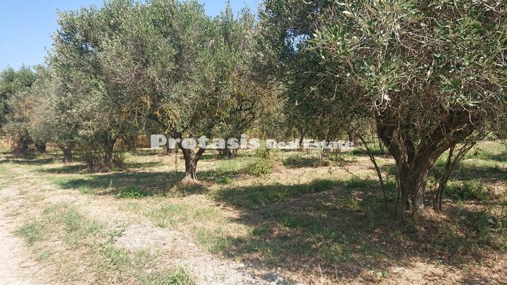 Οικόπεδο 2.550 τ.μ. προς πώληση, Νέος Πύργος Ωρεών