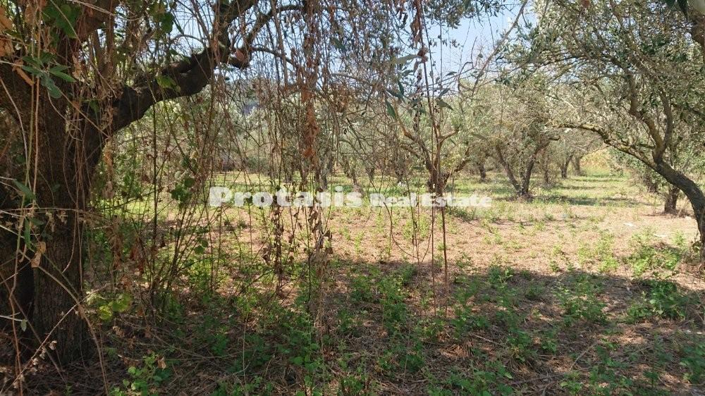 Οικόπεδο 2.550 τ.μ. προς πώληση, Νέος Πύργος Ωρεών