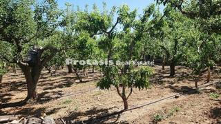 Αγροτεμάχια 3.056 τ.μ. για πώληση, Εύβοια, Αιδηψός-thumb-1