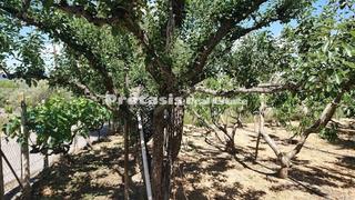Αγροτεμάχια 3.056 τ.μ. για πώληση, Εύβοια, Αιδηψός-thumb-4