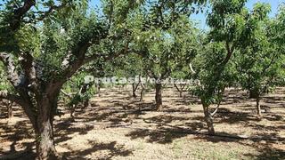 Αγροτεμάχια 3.056 τ.μ. για πώληση, Εύβοια, Αιδηψός-thumb-5