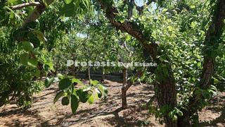 Αγροτεμάχια 3.056 τ.μ. για πώληση, Εύβοια, Αιδηψός-thumb-6