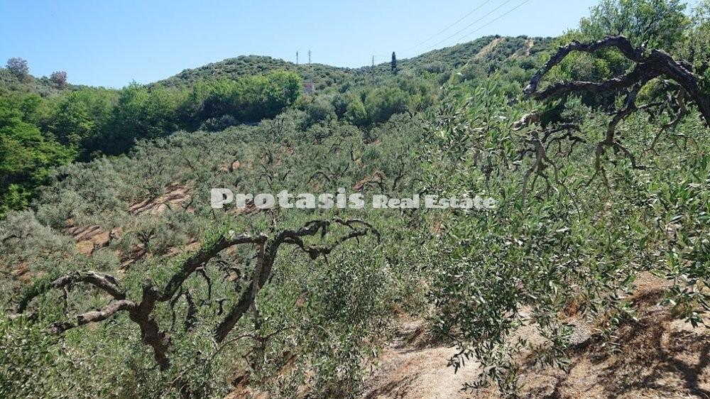 Αγροτεμάχια 4.208 τ.μ. προς πώληση, Λουτρά Αιδηψού