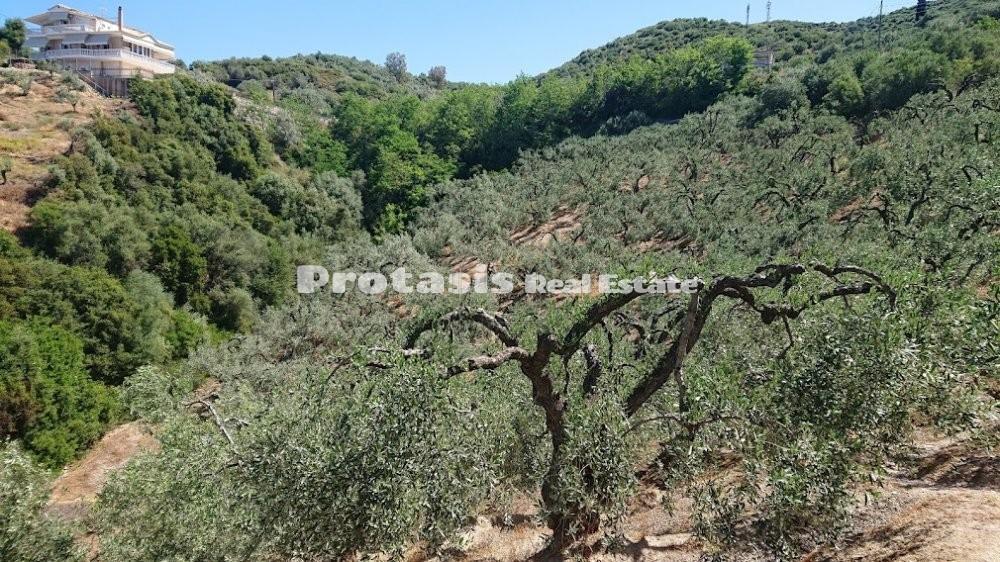 Αγροτεμάχια 4.208 τ.μ. προς πώληση, Λουτρά Αιδηψού